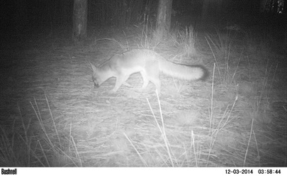 gray fox