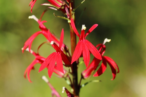 Scarlet lobelia