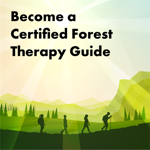 Become a Certified Forest Therapy Guide: Four people stroll through a natural landscape under a bright sun.