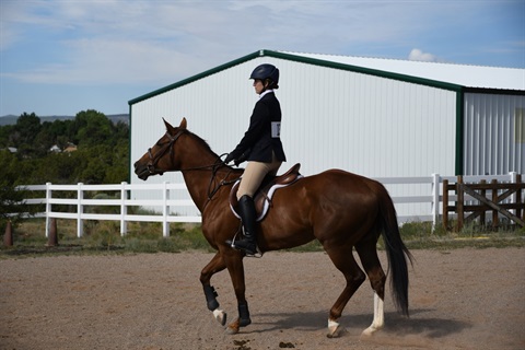 Lady on brown horse dressed in dressage gear