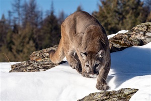Stock image of a crouching mountain lion in the snow.