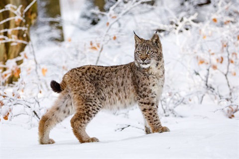 Bobcat in Winter