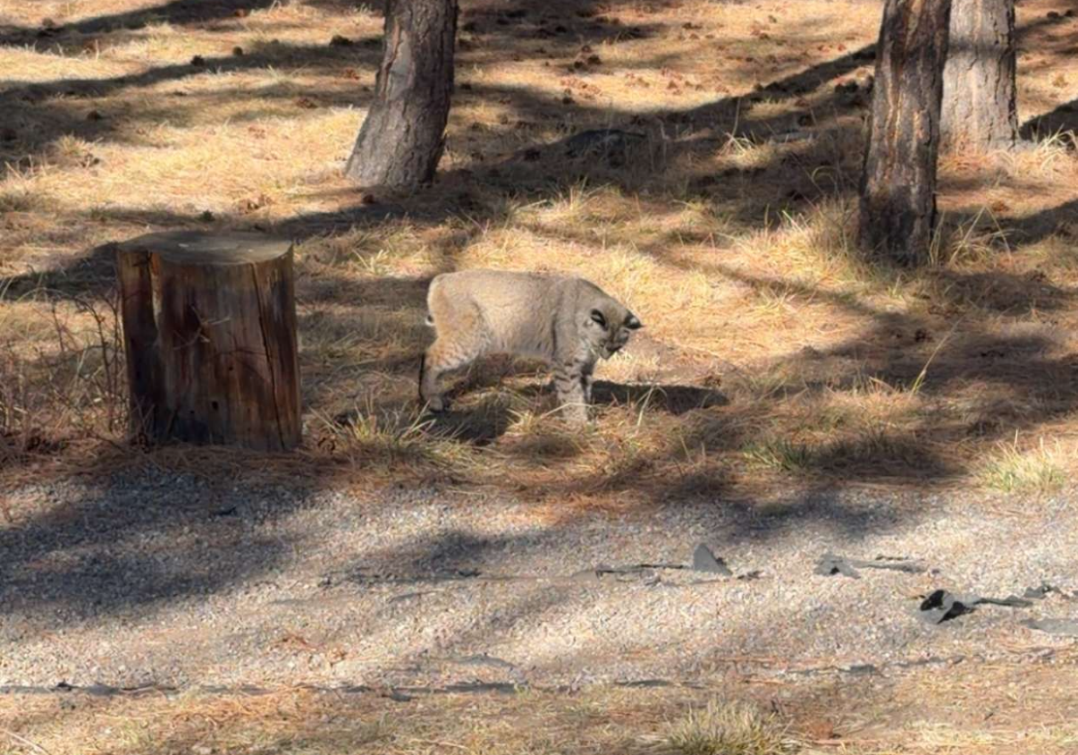 Bobcat at IHM 0226.png