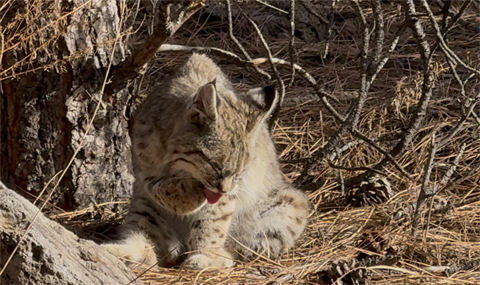 Bobcat Cleaning Itself 0226.png