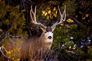 Deer - Buck image