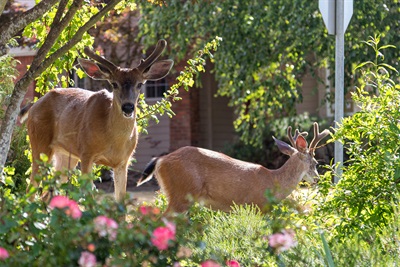 Deer in town image