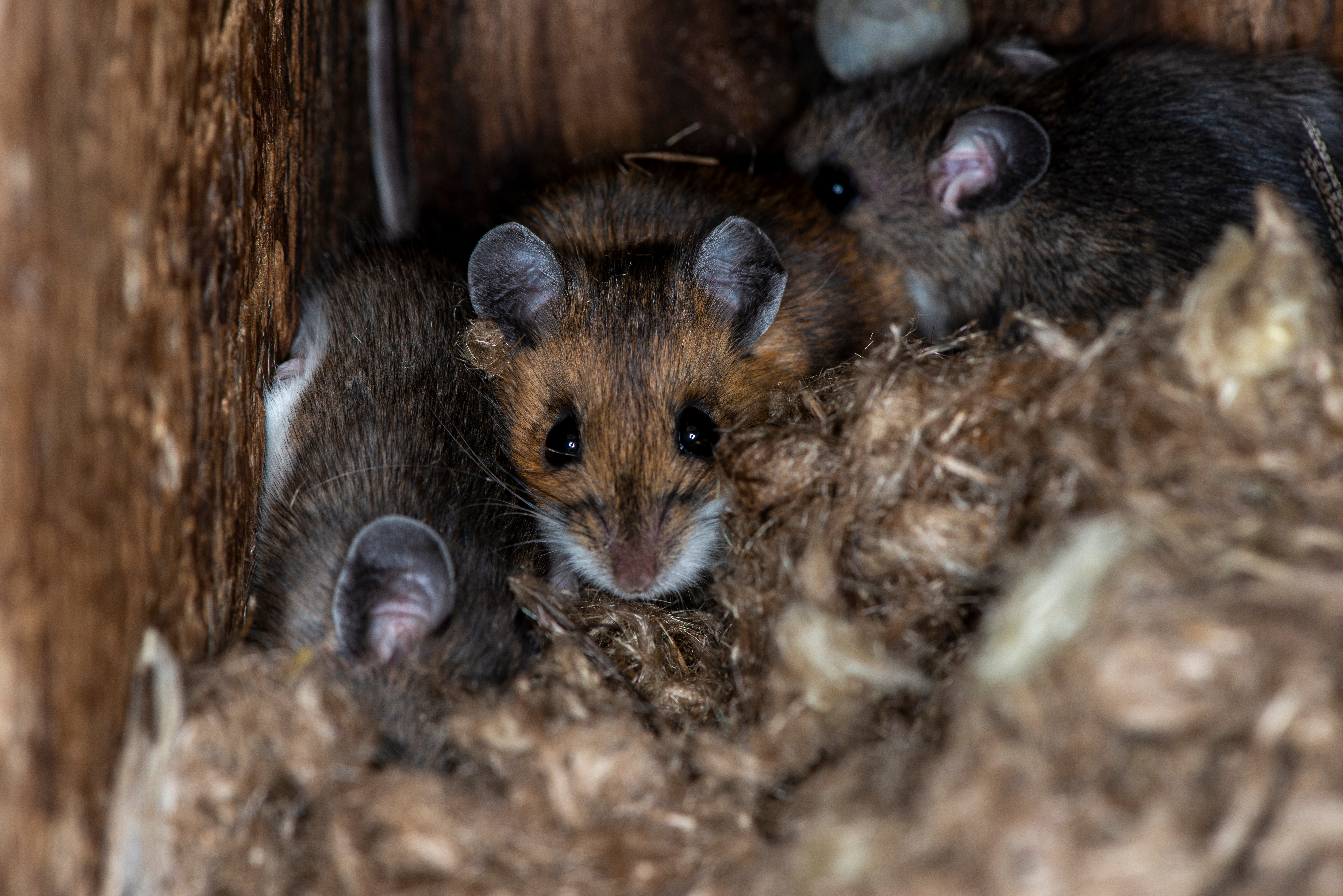 Deer Mouse family in a nest made in the wall of a structure