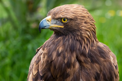 Golden Eagle profile