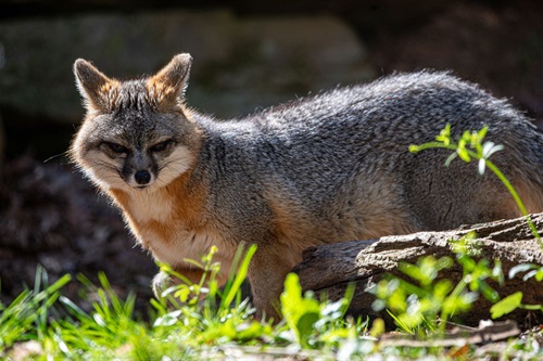 image of a Grey Fox