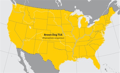 lgmap-brown_dog_tick.jpg