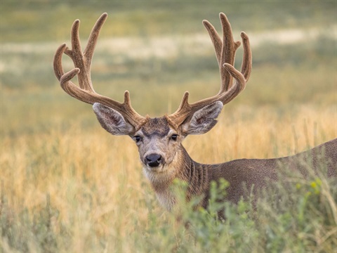 Mule Deer buck in the Velvet