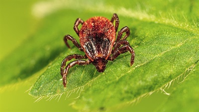 Rhipicephalus-sanguineus-PHIL.jpg