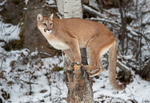 stock image of a mountain lion standing on a log in the forest in winter
