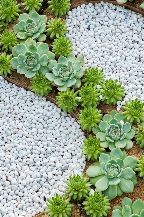 Succulents in a rock bed landscape
