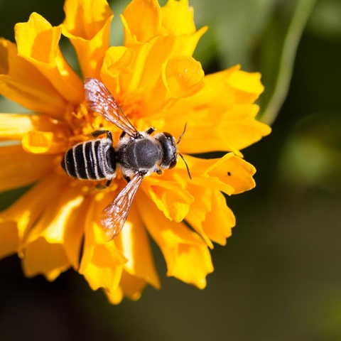 Native New Mexican bee on a yellow flower