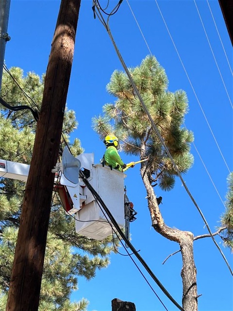 Tree Trimming